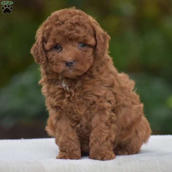 Kimberly, Miniature Poodle Puppy